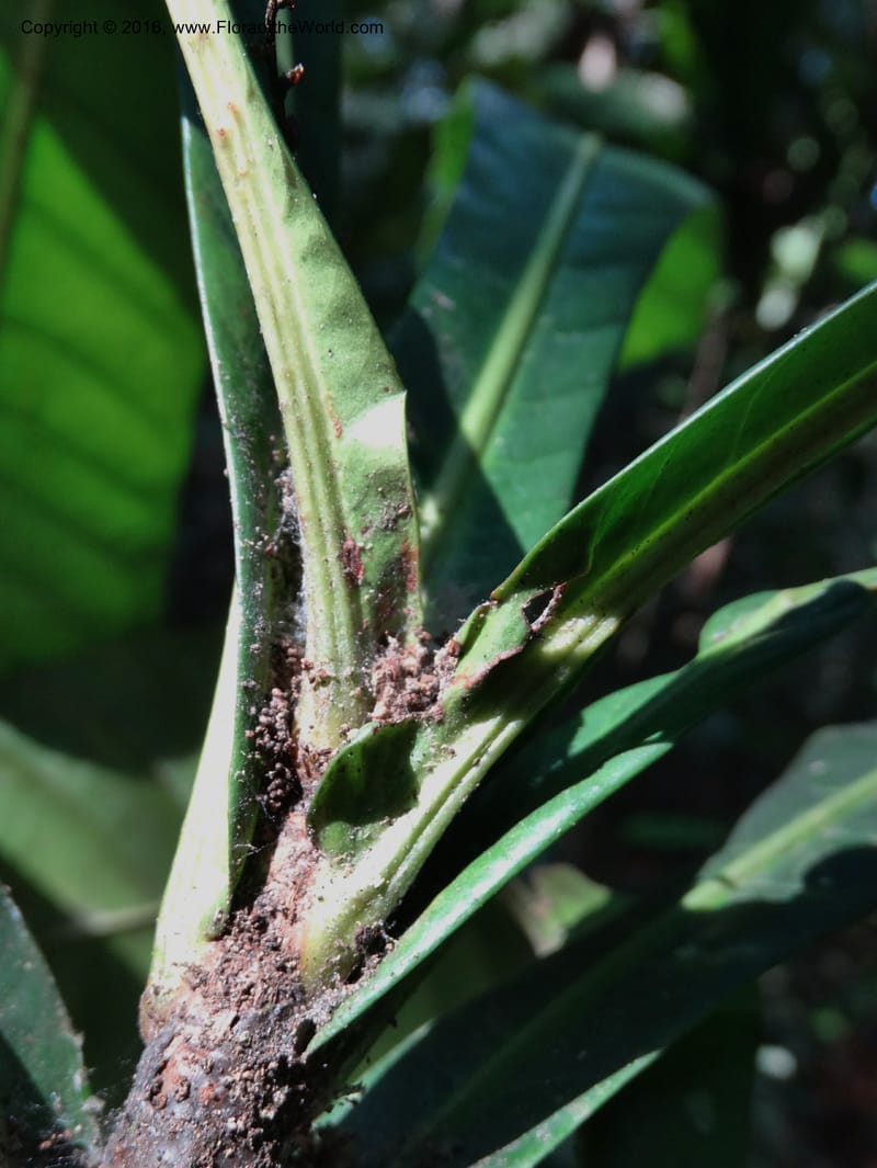 Agrostistachys longifolia, Davidson, C 12889--Sabah. Sapa Paya For. Res. 23 Mar 2015. DSC00001 (165).JPG