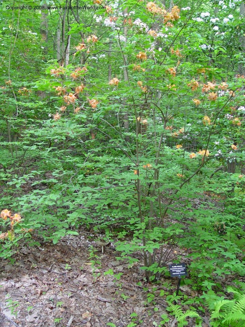 Rhododendron calendulaceum--CT. Redding. Highstead Arboretum. 27 Jun 03. 070.jpg