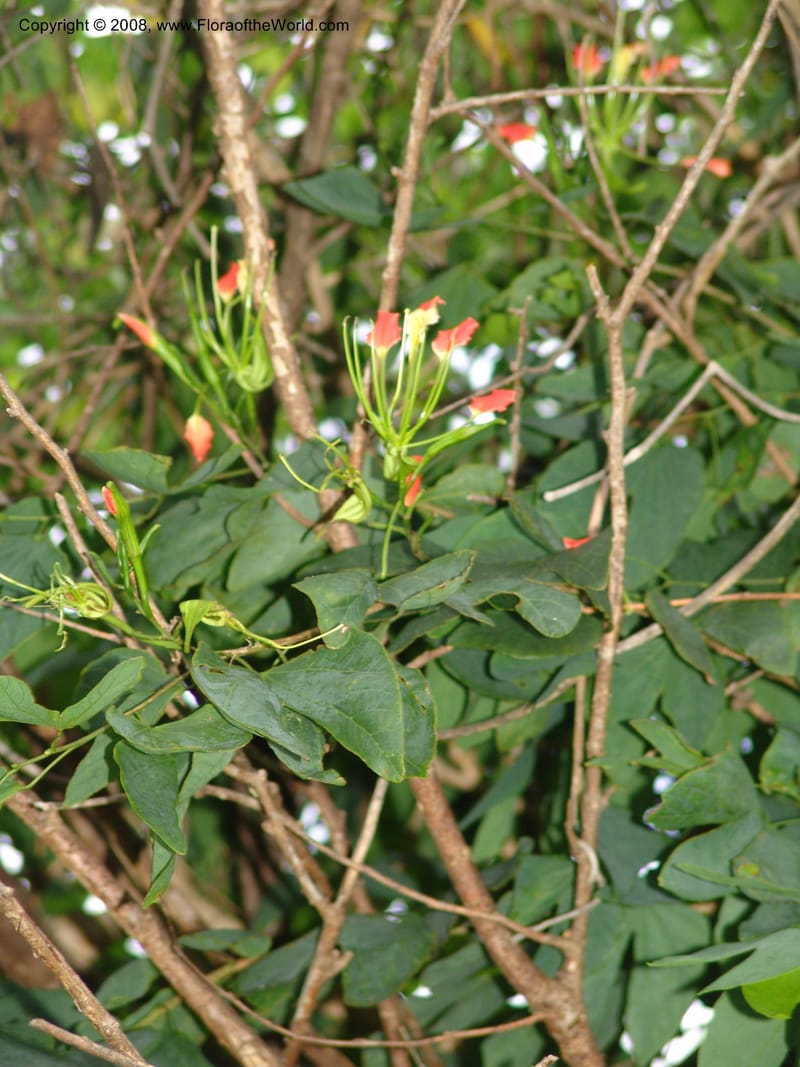 Bauhinia--Madag. Prov. Tuliar. Parc Nat. Zombitse.  13 Jan 06. 399.jpg