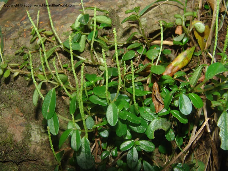 Peperomia retusa--So.Africa. Mpumal. Buffelskloof Private Nat. Res. 17 Mch 05. 223.jpg