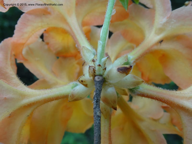 Rhododendron calendulaceum, Davidson, C 12949--North Carolina. Trans. Co. Yellow Gap Rd. Pink Beds. 11 May 2015. DSC03958 (15).JPG