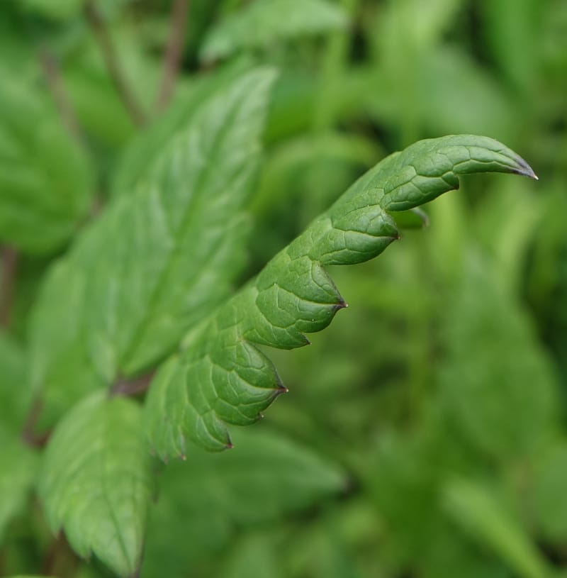 Cimicifuga, C. Davidson 13734--China. Yunnan. Zhongdian Xian. 9 Aug 2017. DSC03874 (211).JPG