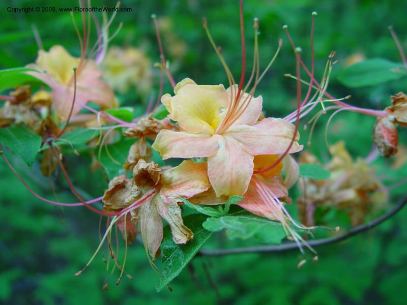 Rhododendron calendulaceum--CT. Redding. Highstead Arboretum. 27 Jun 03. 066.jpg