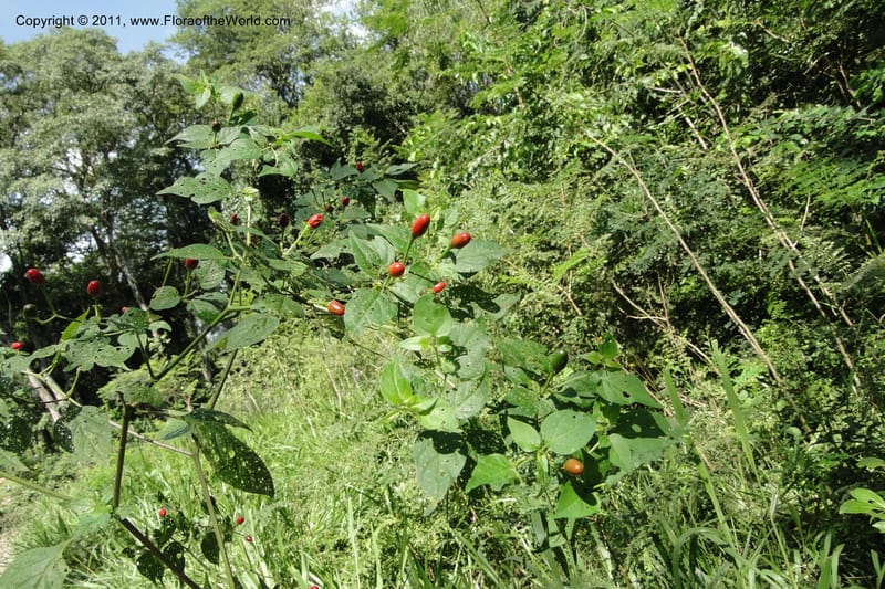 Capsicum, W. D. Stevens 31295--Paraguay. Edo. Concepcion. Garay Cue. 21 Mar 2011. 121 (8).jpg