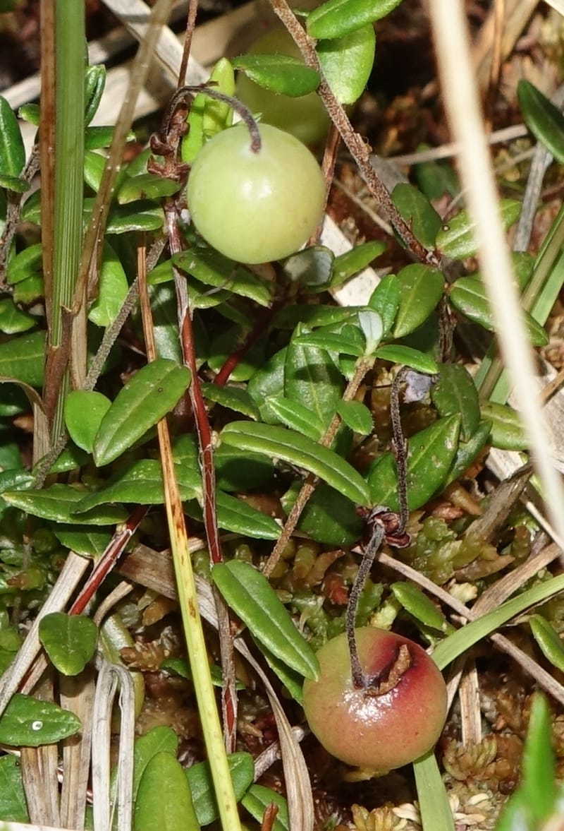 Vaccinium oxycoccus--Japan. Hokkaido. Sarobetsu. 4 Aug 2016. DSC00970 (131).JPG