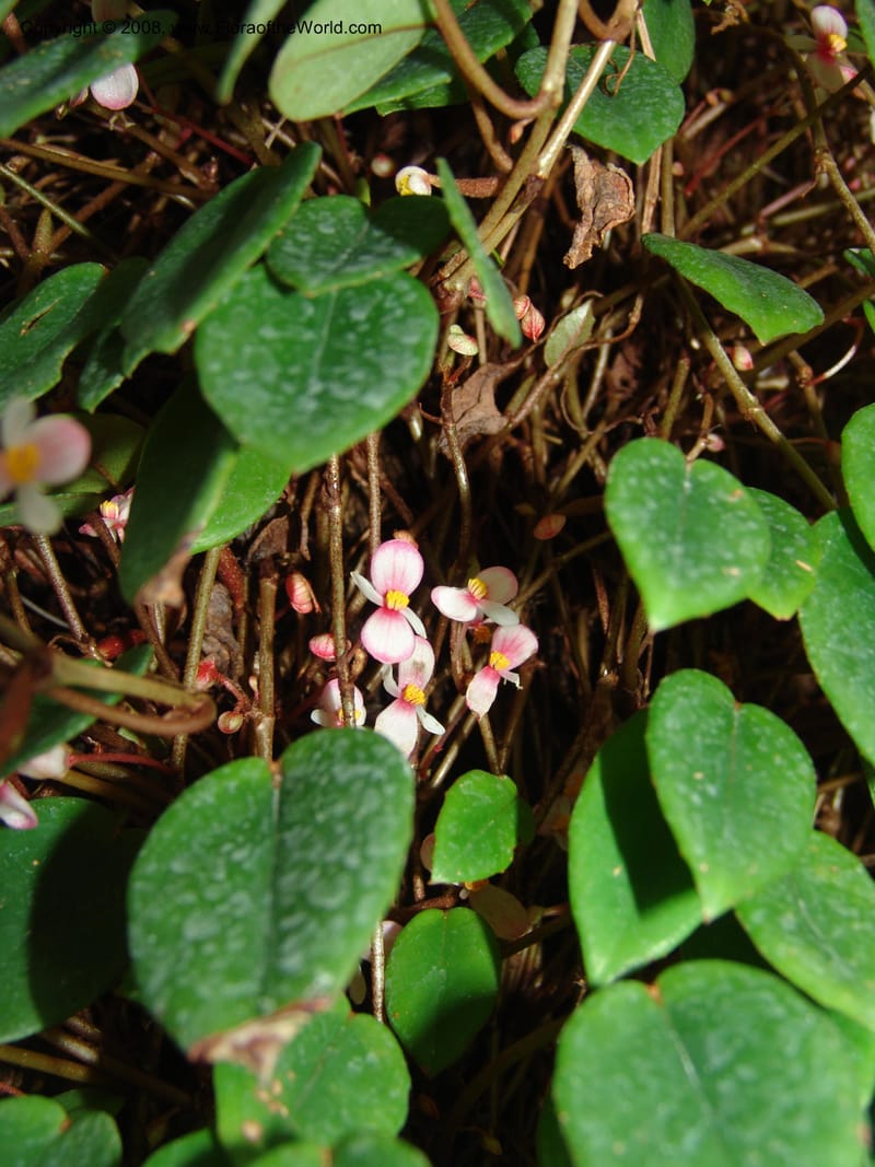Begonia eleagnifolia--France. Nancy. Jard. Bot. Montet. 2 May 05. 176.jpg