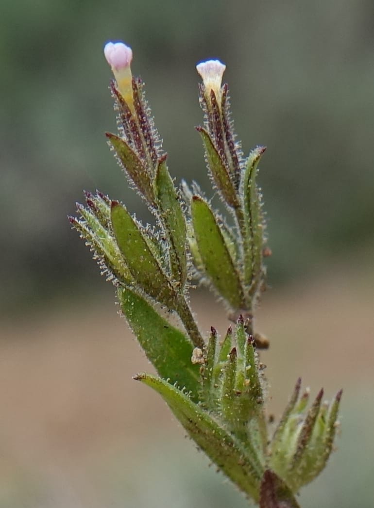 Microsteris gracilis var. humilior, C. Davidson 13566--ID. Blaine Co. Rock Creek Preserve. TNC. 14 May 2017. DSC00477 (122).JPG