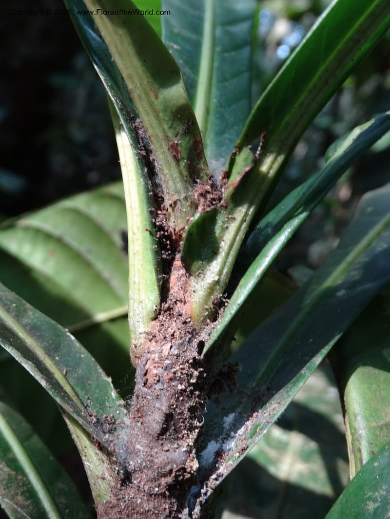 Agrostistachys longifolia, Davidson, C 12889--Sabah. Sapa Paya For. Res. 23 Mar 2015. DSC00001 (161).JPG