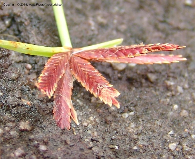 Cyperus rupestris--So.Africa. E. Cape. Umtamvuna Nat. Res. 11 Mch 05. 366a.jpg