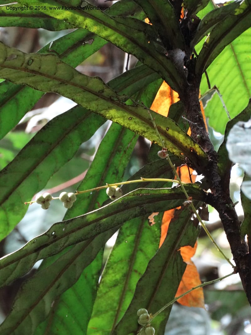 Agrostistachys longifolia, Davidson, C 12889--Sabah. Sapa Paya For. Res. 23 Mar 2015. DSC00001 (142).JPG