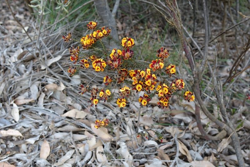 Pultenaea verruculosa, Davidson, C 13524--Australia. W. A. Trail to Mt. Hassell. 30 Oct 2016. DSC07078 (91).JPG