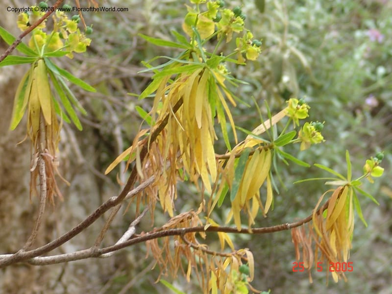 Euphorbia dendroides--Crete. Ep. Kisamos. Sirikari Gorge. 25 May 05. 412.jpg