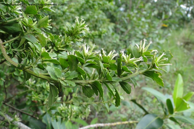 Baccharis, W. D. Stevens 31229--Paraguay. Edo. Concepcion. Garay Cue. 19 Mar 2011. 477 (7).jpg