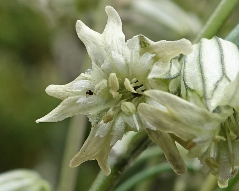 Silene gracilicaulis, D. Boufford 44025--China. Sichuan. Litang Xian. 15 Aug 2017. DSC06139 (254).JPG