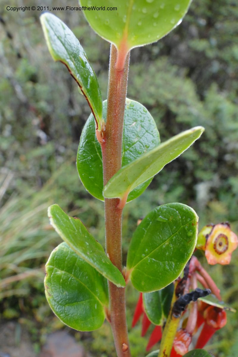 Ceratostema alatum, Ulloa 1999--Ecuador. Napo. Papallacta to Baeza. 1 Jun 2011. 469 (14).jpg