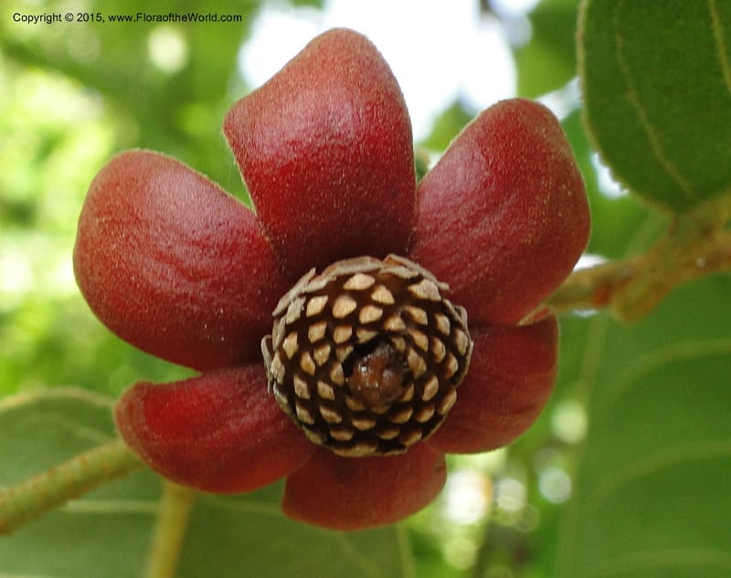 Uvaria, Regalado 1954--Viet Nam. Forest Block 19. 15 May 2011. 144 (14).jpg