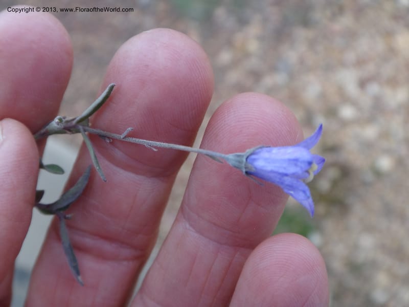 Campanula, Davidson, C #12084--ID, Valley Co., Elk Summit, 7 Aug 2012 DSC00699 (14).JPG