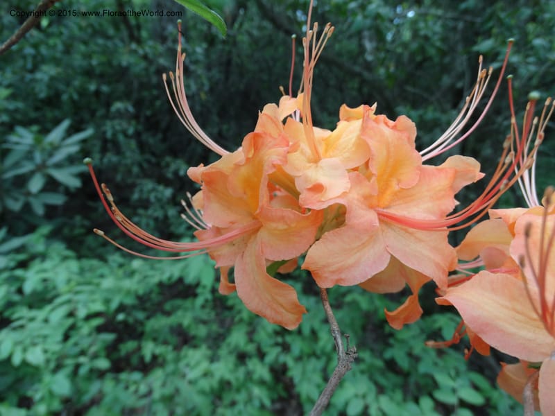 Rhododendron calendulaceum, Davidson, C 12949--North Carolina. Trans. Co. Yellow Gap Rd. Pink Beds. 11 May 2015. DSC03958 (22).JPG