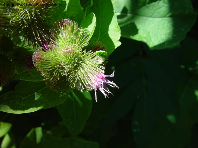 Xanthium--Canada. Royal Botanic Garden, Hamilton, Ontario. 8 Aug 02. 008.jpg