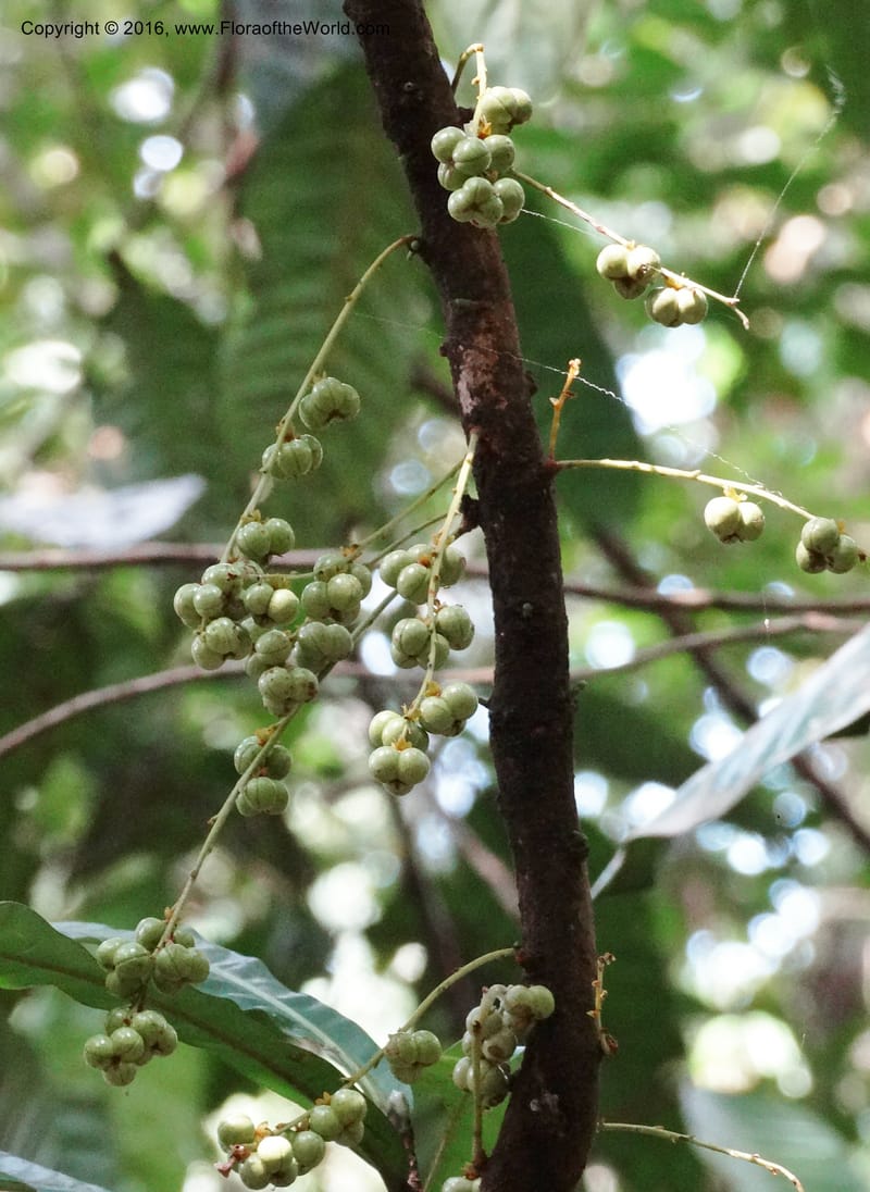 Agrostistachys longifolia, Davidson, C 12889--Sabah. Sapa Paya For. Res. 23 Mar 2015. DSC00001 (144).JPG