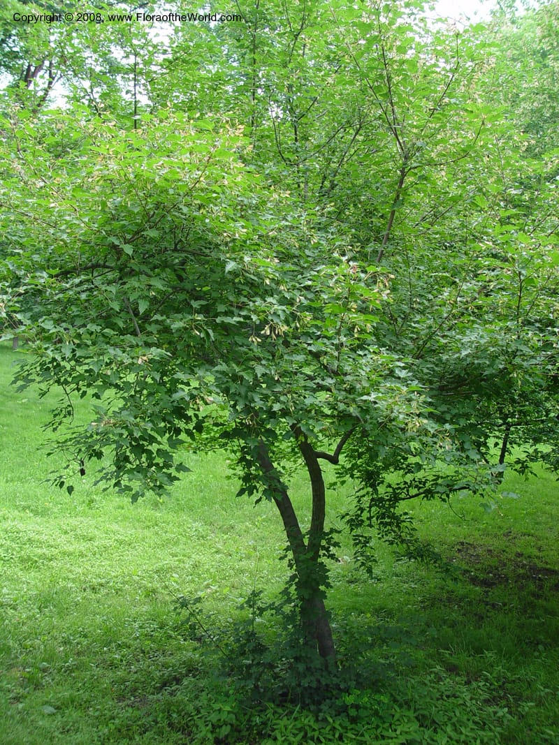 Acer ginnala v. aidzuense, 1852-77-A--MA. Arnold Arboretum.    30 Jun 03. 003.jpg