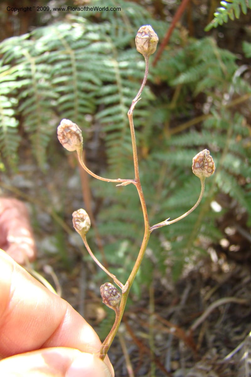 South Africa. Cape Prov. Kogelberg Nat. Res. 21 Jan 09. 184.jpg