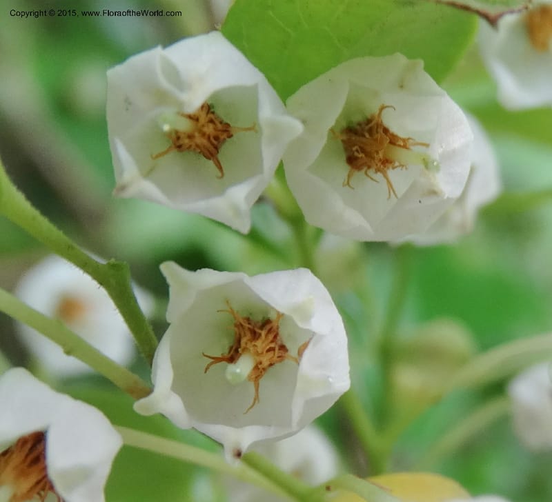Vaccinium arboreum, Davidson, C 13042--South Carolina. Oconee Co. Tugaloo R. 19 May 2015.  (79).JPG