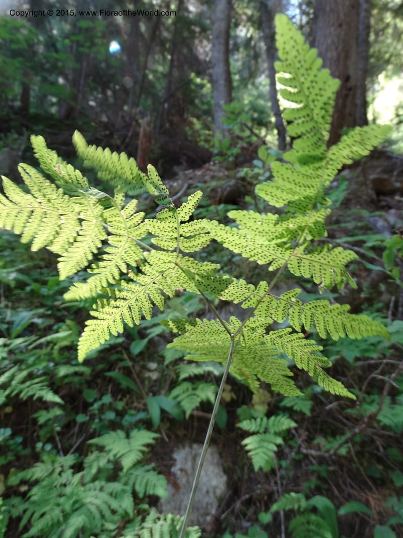 Gymnocarpium dryopteris, Davidson, C 12848--ID. Shoshone Co. St. Hwy 4. E of Burke. 2 Jul 2015. DSC07383 (45).JPG