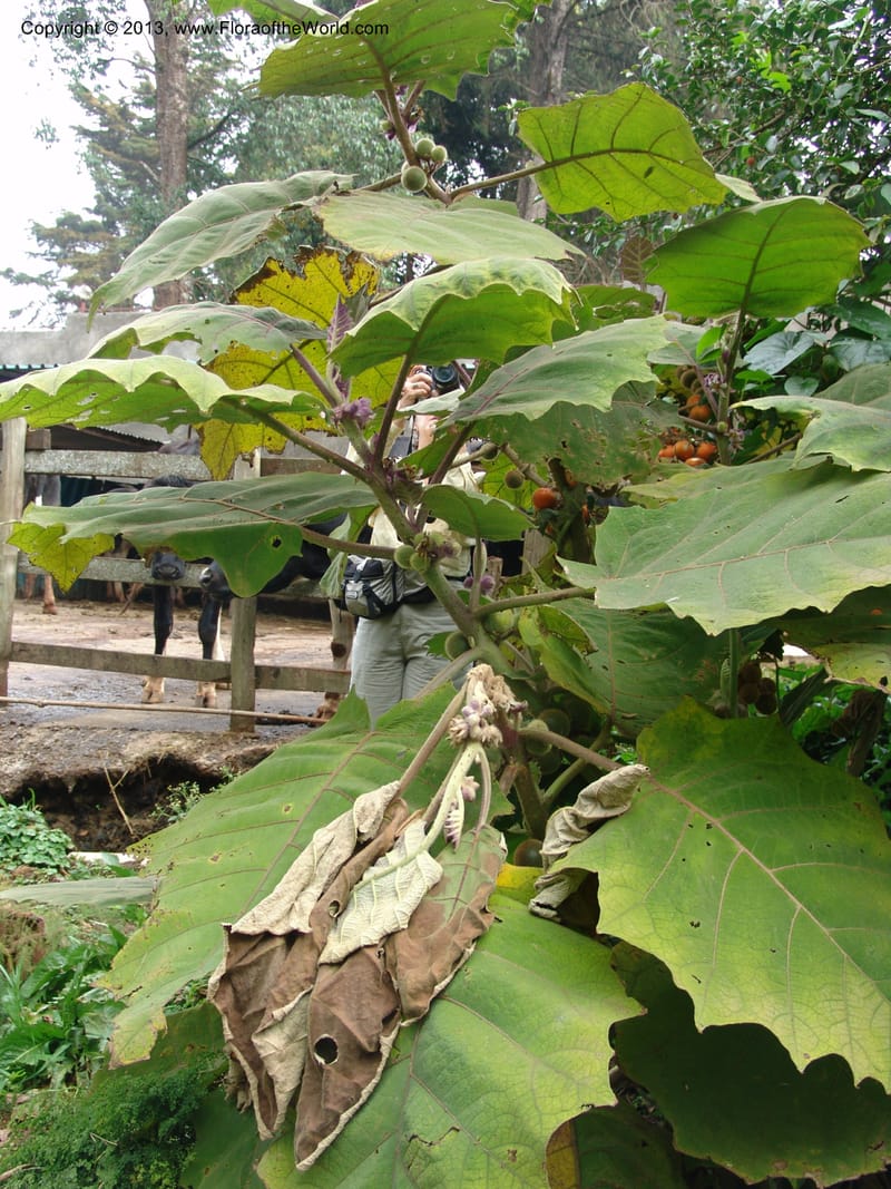 Solanum quitoense--Kenya. Limuru. Garden of Sue Brown. 10 July 04. 020.jpg