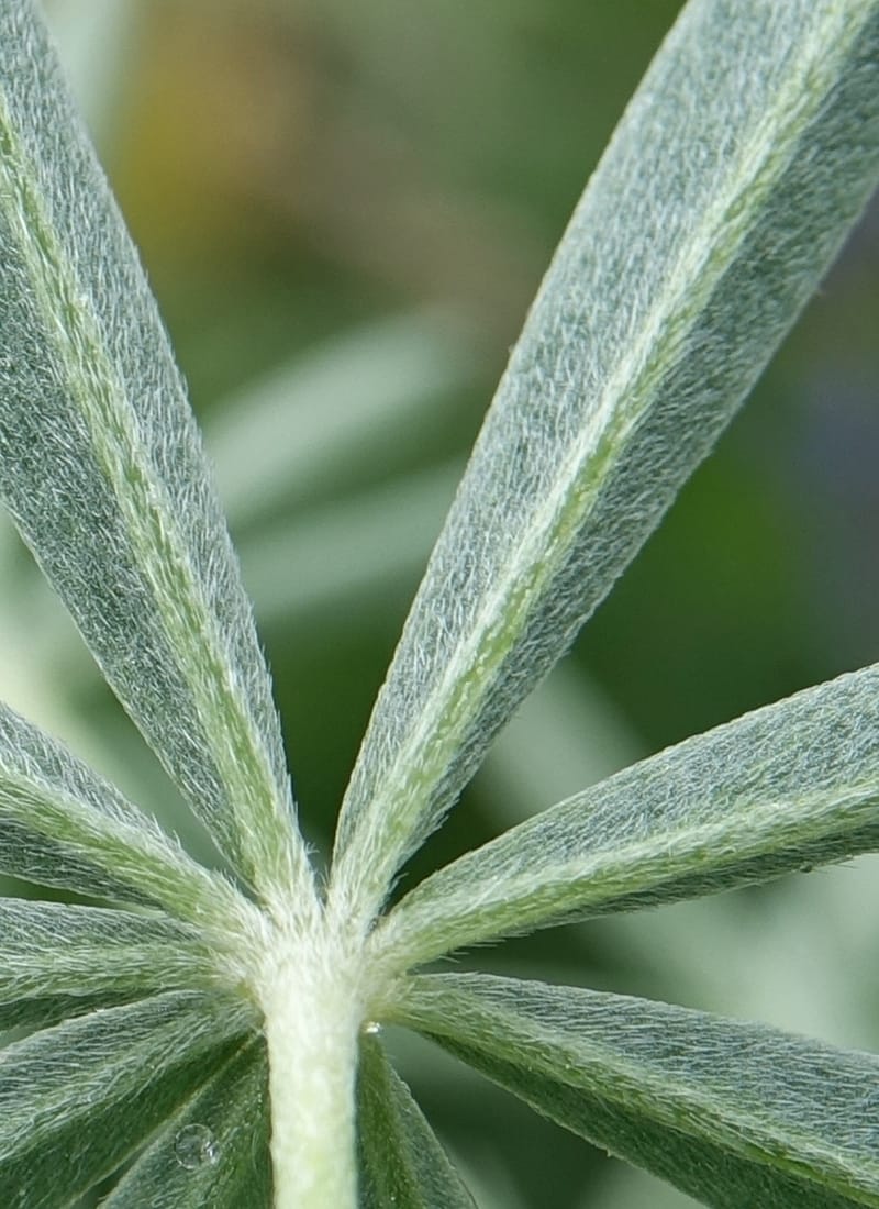 Lupinus argenteus, C. Davidson 13628--ID. Fremont Co. Flat Ranch Preserve (TNC). 16 Jun 2017. DSC01715 (84).JPG