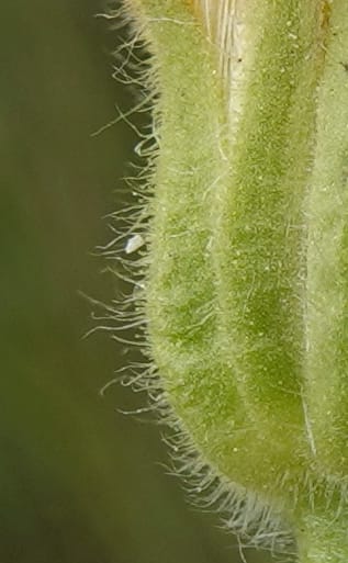 Arnica sororia, C. Davidson 13758--Oregon. Wallowa Co. Zumwalt.Trail Cr. Rd. 4 Jun 2018. DSC04078 (285).JPG