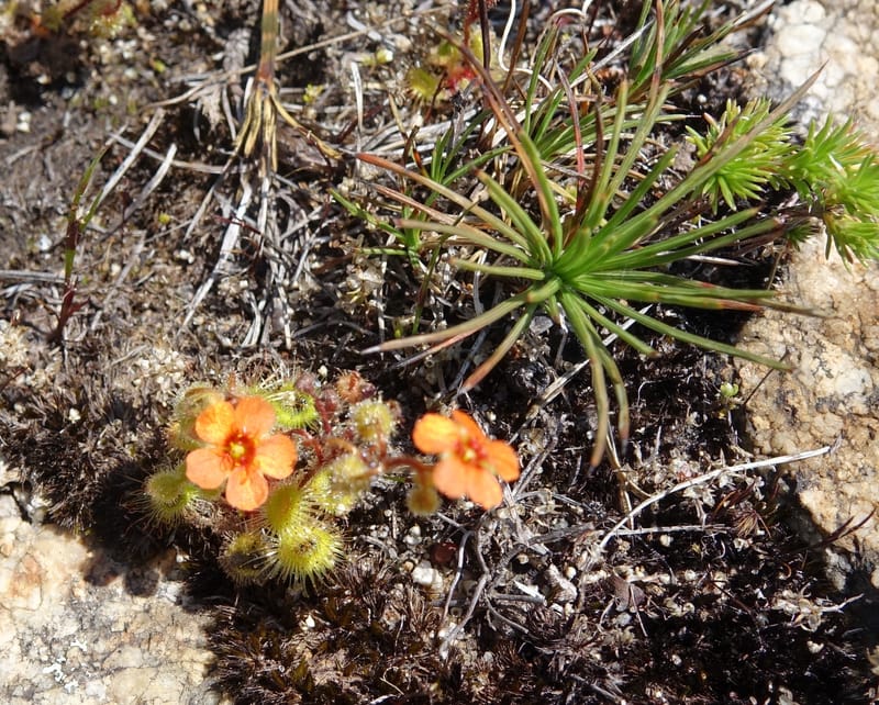 Drosera glanduligera, Davidson, C 13468--Australia. W.A. Sullivan's Rock. 28 Oct 2016. DSC05796 (140).JPG