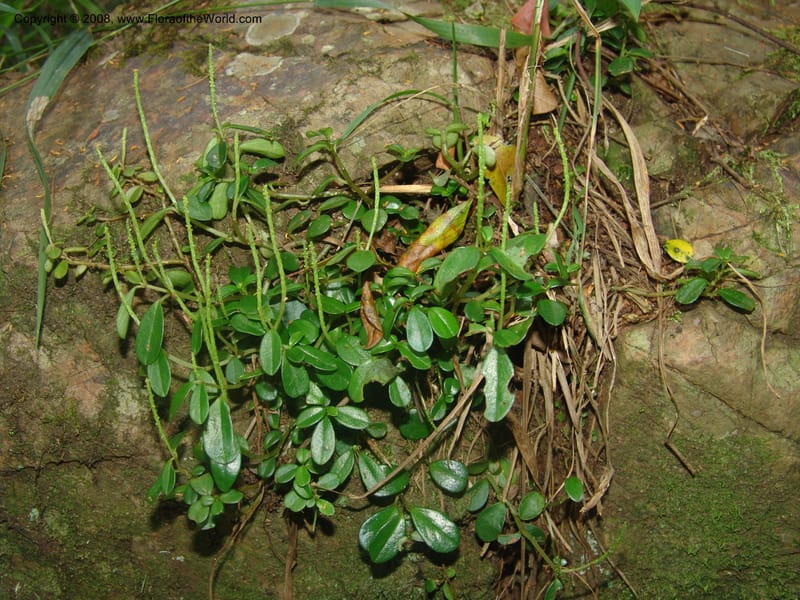 Peperomia retusa--So.Africa. Mpumal. Buffelskloof Private Nat. Res. 17 Mch 05. 222.jpg