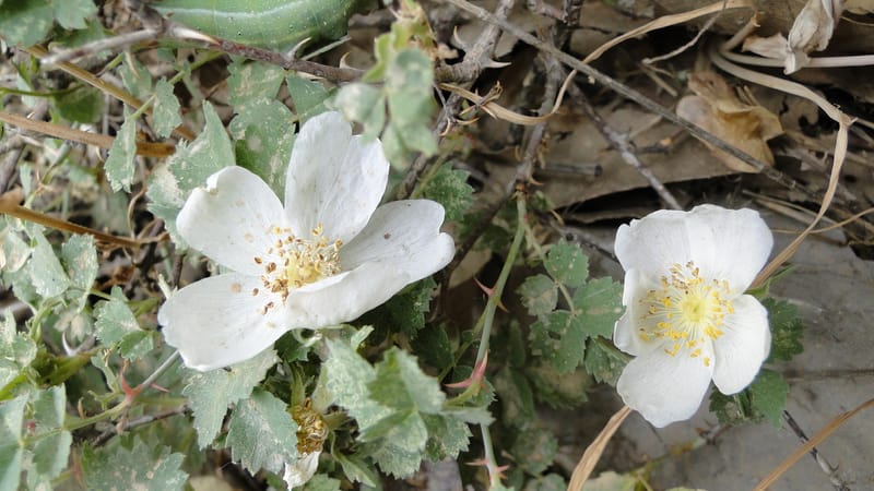 Rosa elymaitica, A. G. Miller 121.3--Iraq. Kurdistan. Shakh-i Pira Magun. 9 June 2010. 272 (3).jpg