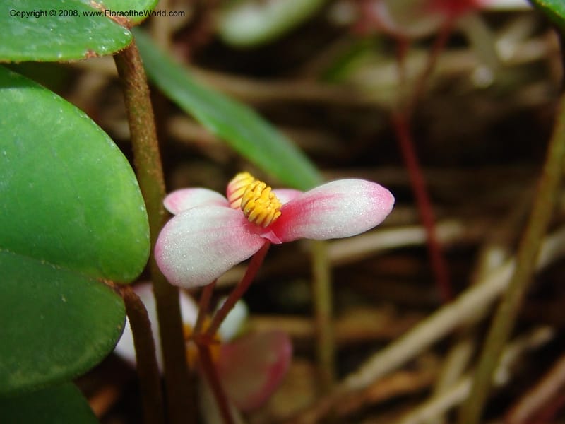Begonia eleagnifolia--France. Nancy. Jard. Bot. Montet. 2 May 05. 174.jpg