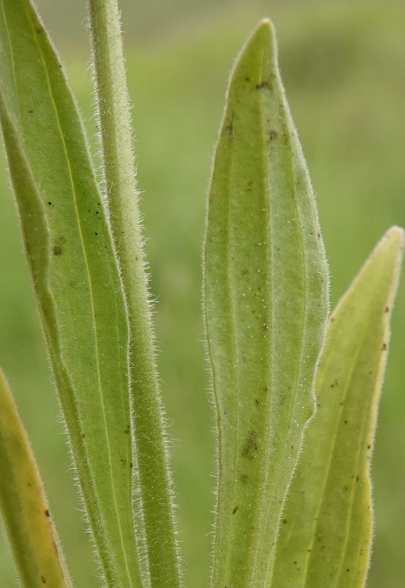 Arnica sororia, C. Davidson 13758--Oregon. Wallowa Co. Zumwalt.Trail Cr. Rd. 4 Jun 2018. DSC04078 (288).JPG