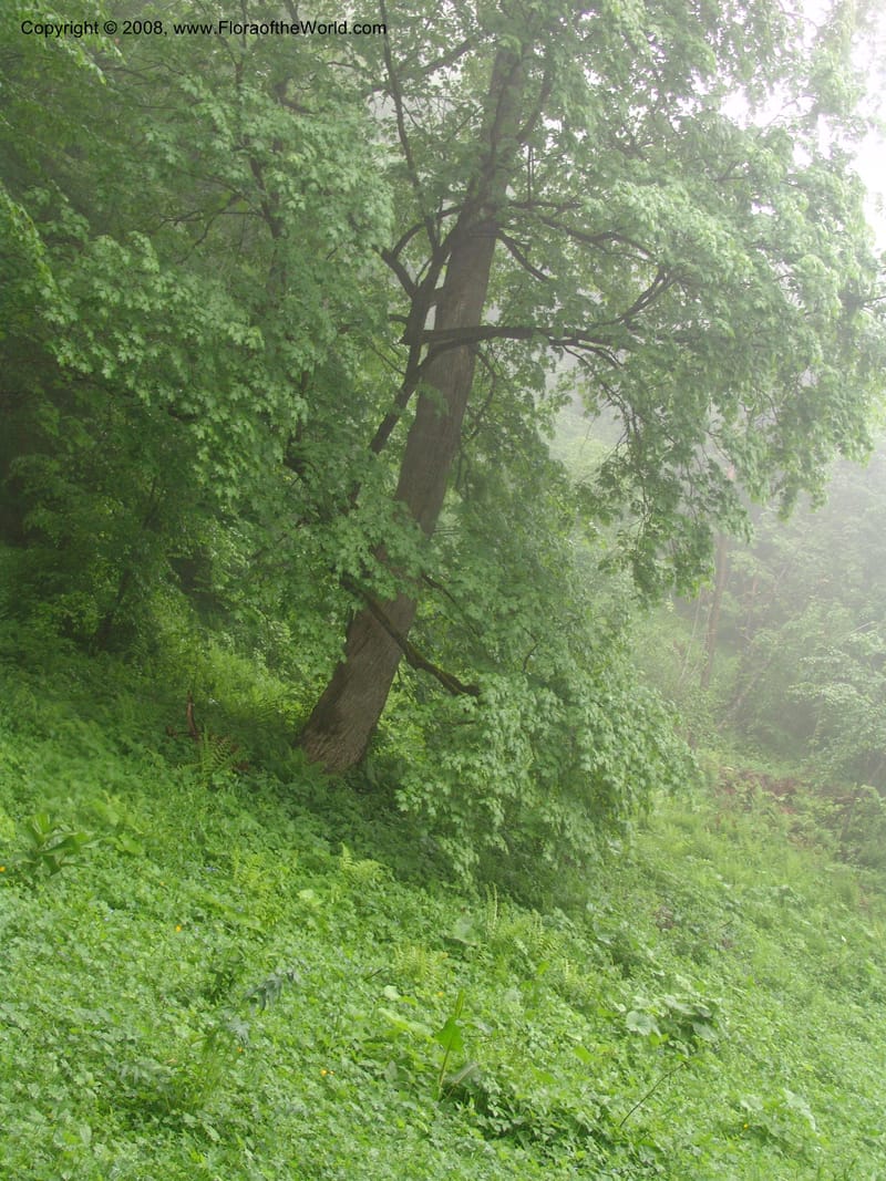 Acer platanoides--Georgia. 2 km S of Bakuriani, rd to Khrats'koros. 6 Jun 05. 085.jpg