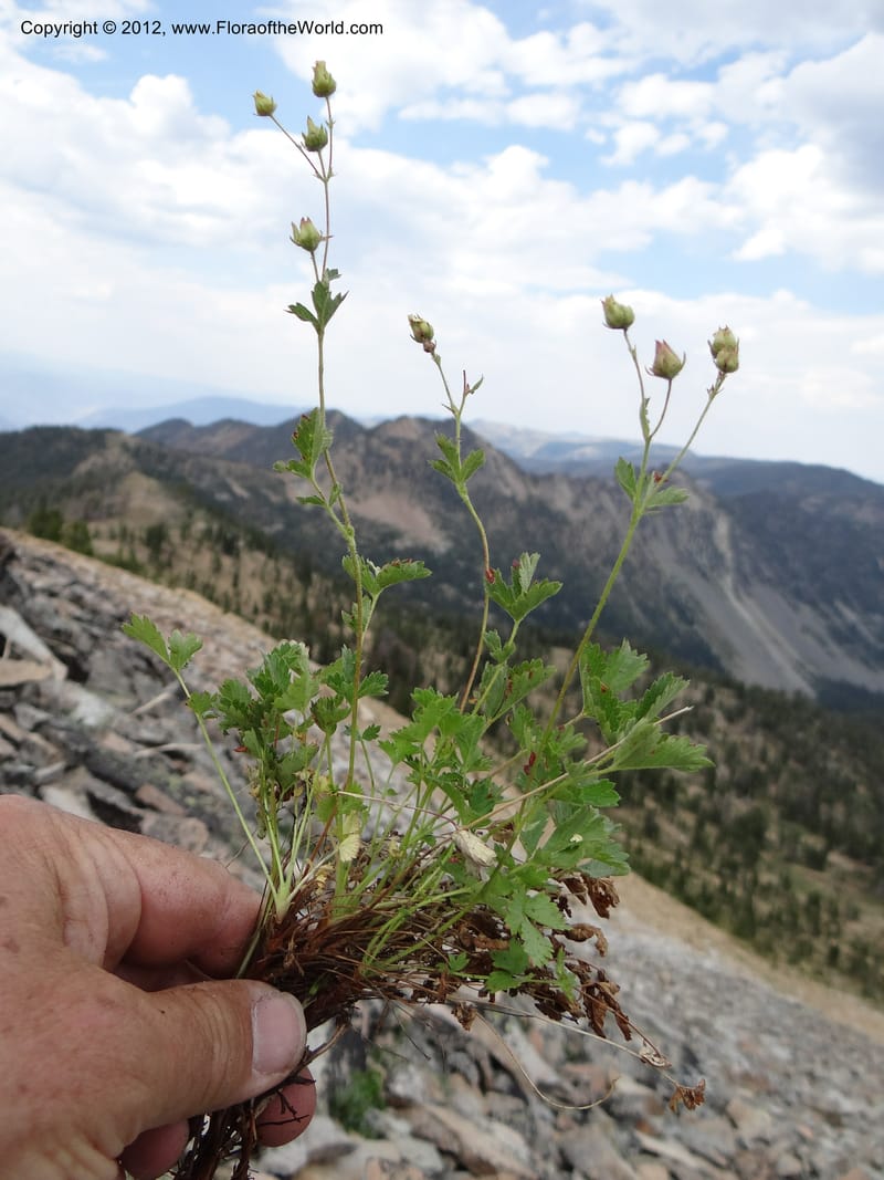 Drymocallis pseudorupestris, Davidson, C 12083--ID. Valley Co. Elk Summit. 7 Aug 2012. DSC04187 (104).JPG