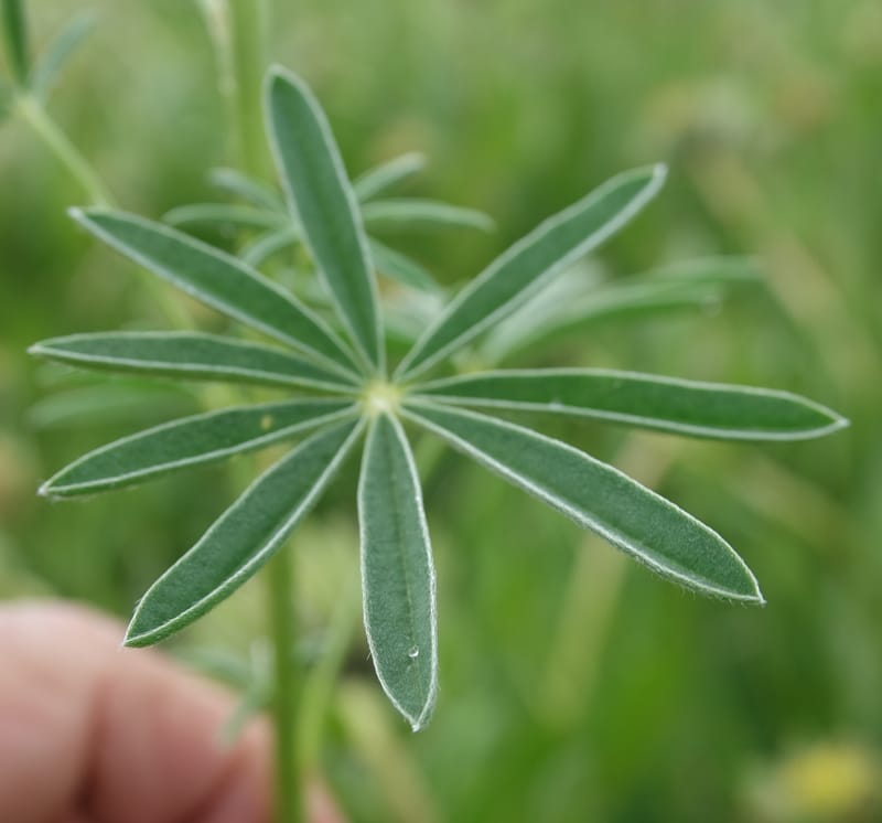 Lupinus argenteus, C. Davidson 13628--ID. Fremont Co. Flat Ranch Preserve (TNC). 16 Jun 2017. DSC01715 (78).JPG