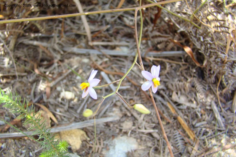 Cyanella hyacinthoides--South Africa. Cape Prov. Kogelberg Nat. Res. 21 Jan 09. 163.jpg