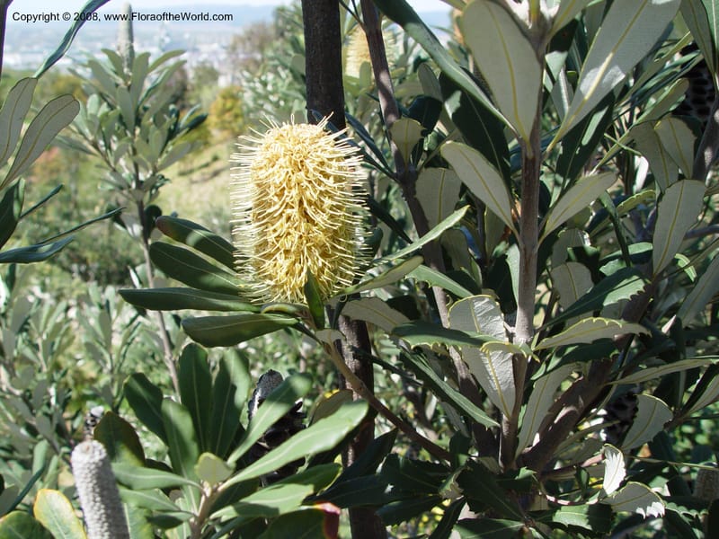 Banksia integrifolia, 1999.01594--Spain. Barcelona Botanic Garden. 19 Apr 04. 077.jpg