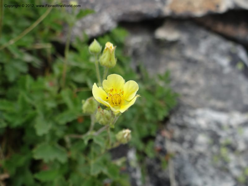 Drymocallis pseudorupestris, Davidson, C 12083--ID. Valley Co. Elk Summit. 7 Aug 2012. DSC04187 (95).JPG