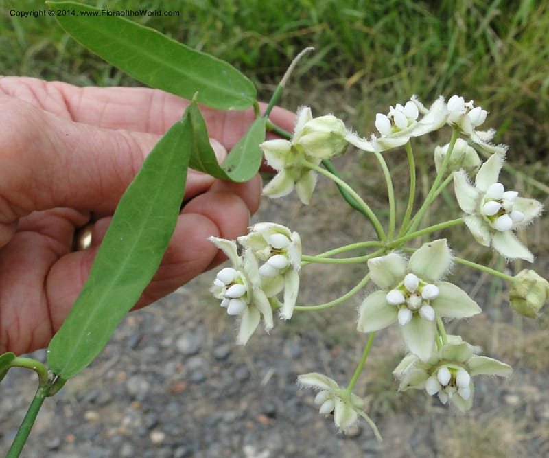 Funastrum clausum, Stevens, W.D. 31011, Transchaco, 13 Mar 2011 1156 (14).JPG