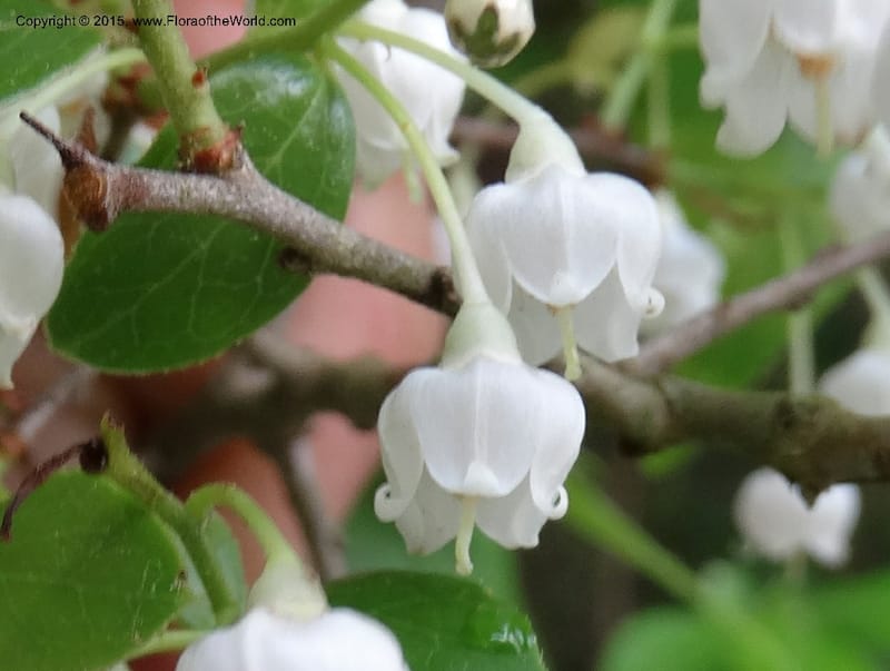 Vaccinium arboreum, Davidson, C 13042--South Carolina. Oconee Co. Tugaloo R. 19 May 2015.  (86).JPG
