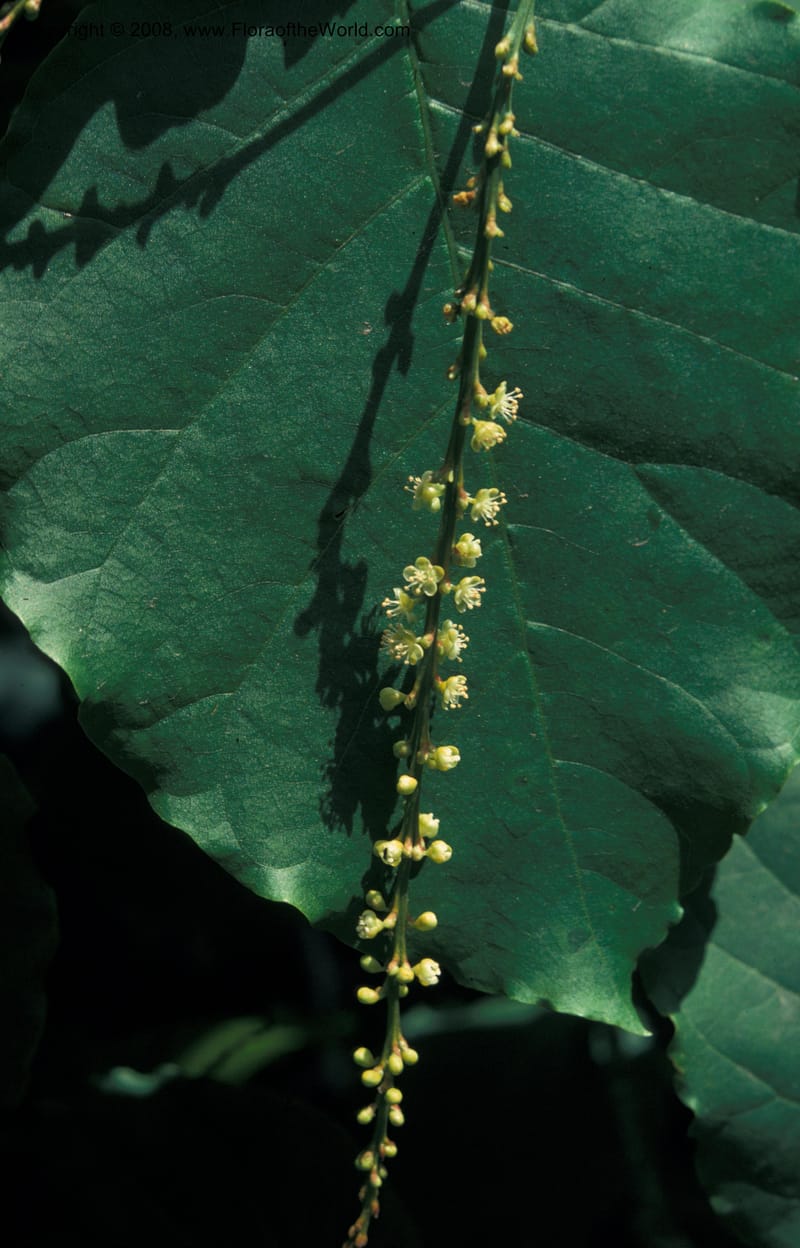 Coccoloba tiliacea--CA. Los Angeles County Arbor. Jul 74. 001.jpg