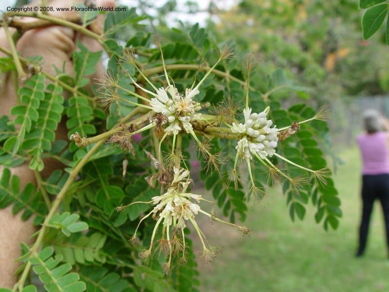 Albizia adianthifolia--So. Africa. KwaZuluNatal. .  Durban, Kranzkloof yard tree. 28 Sep 03.  001.jpg