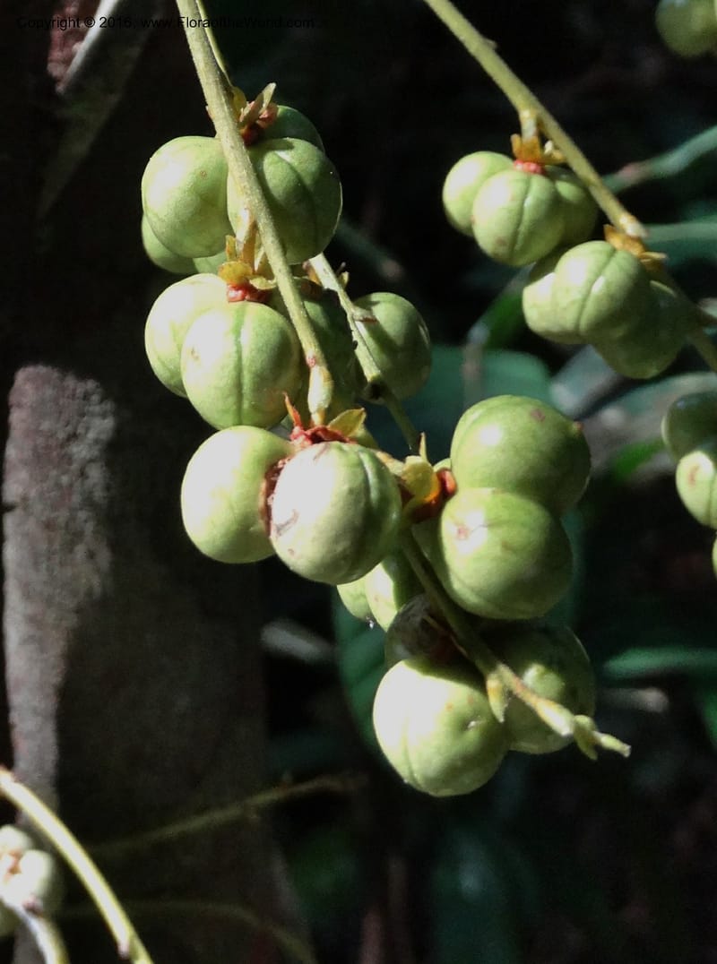 Agrostistachys longifolia, Davidson, C 12889--Sabah. Sapa Paya For. Res. 23 Mar 2015. DSC00001 (146).JPG