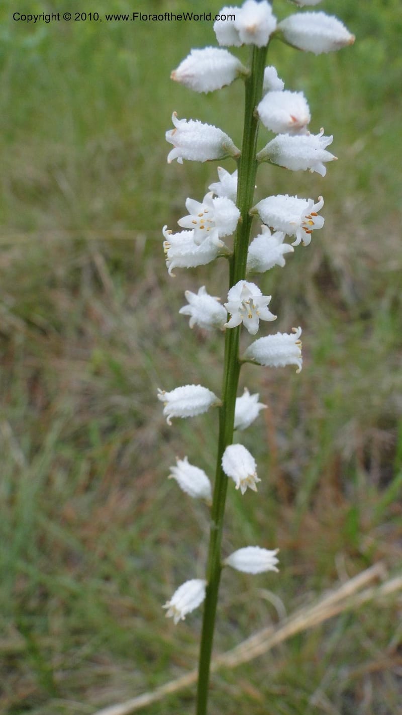 Aletris farinosa, C. Davidson 11748--North Carolina. Brunswick Co. Green Swamp. 21 May 2010. 362 (95).jpg