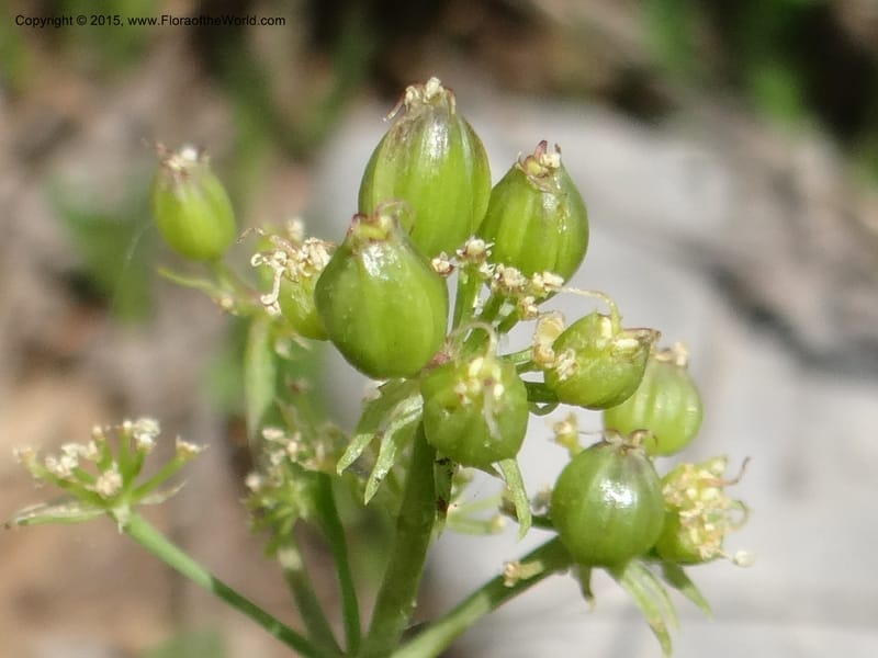 Lomatium graveolens, Mansfield, D 12-598--ID. Bear Lake Co. Mt. Sherman. 13 Jul 2012. DSC03473 (33).JPG