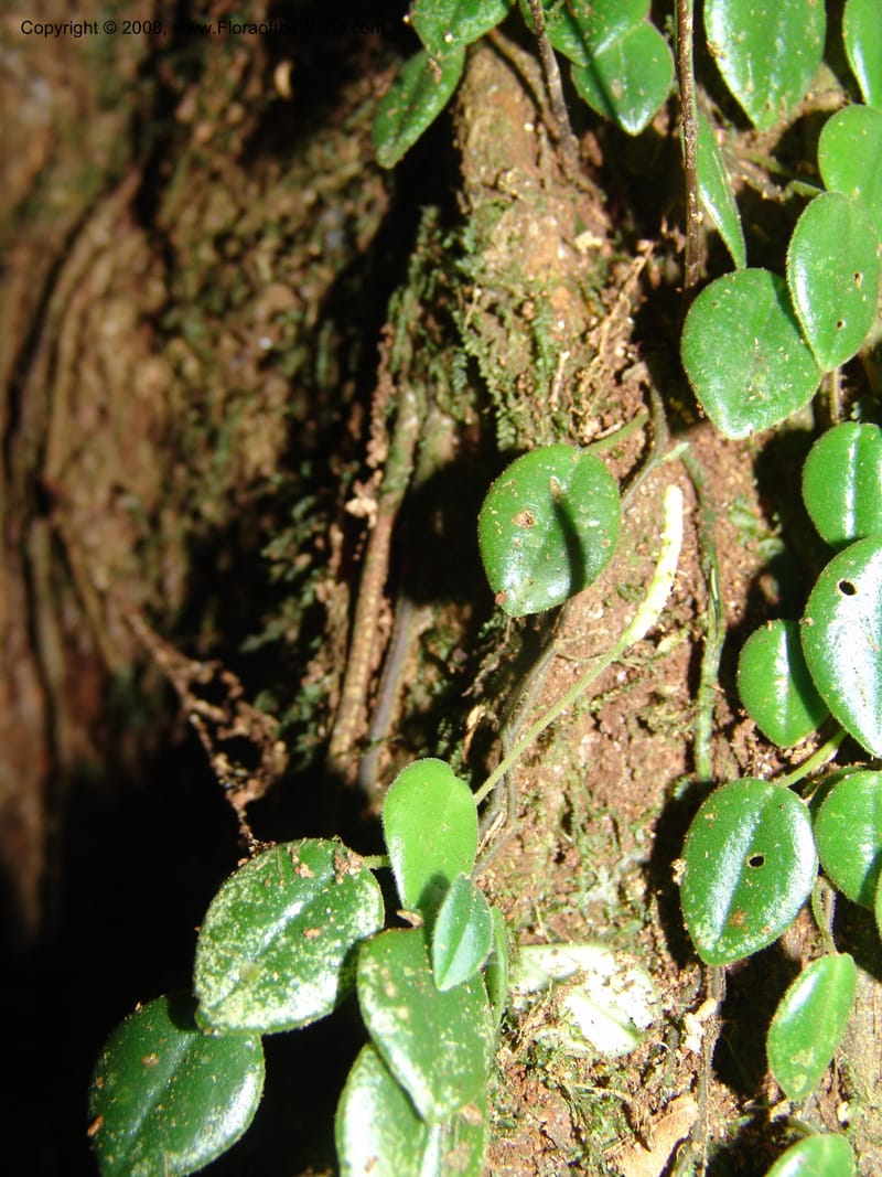 Peperomia, Croat93338--Ecuador. Prov. Los Rios. Cerro Samama, E of Pita. 14 Aug 04. 077.jpg